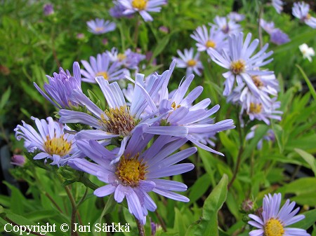 Heinäkuunasteri, Aster x alpellus